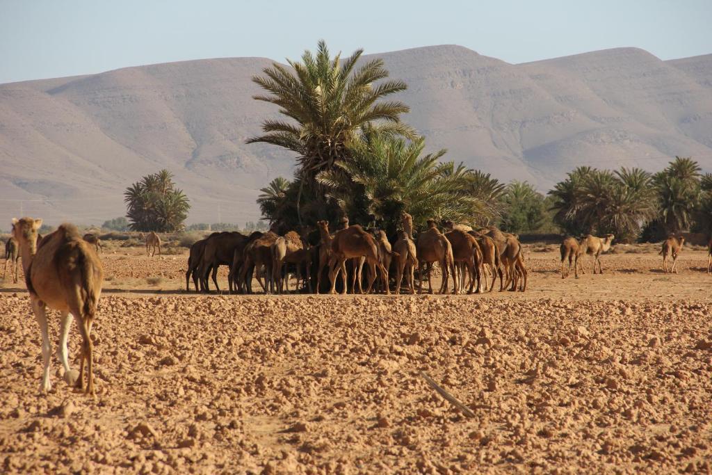 לינה וארוחת בוקר Aït Boukha Tarmguist מראה חיצוני תמונה